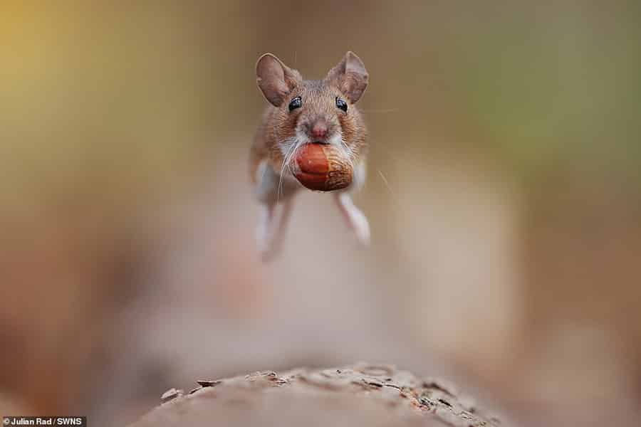 Hilarious and Adorable moments of Cute Mouse leaps In the Air Towards