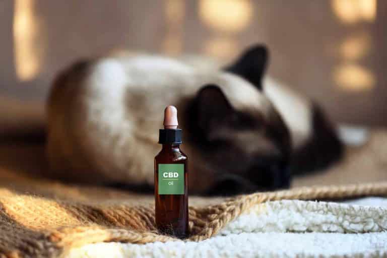CBD for Pets