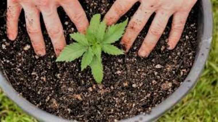 Can I Grow CBD Plants in My Garden? - The Tiger News