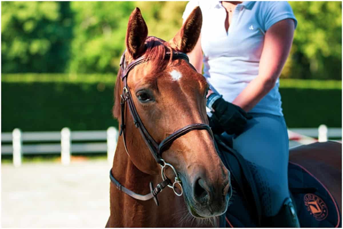 how-hard-is-it-to-train-a-horse-3-tips-and-tricks-the-tiger-news