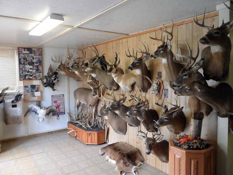 Selling Antique Taxidermy