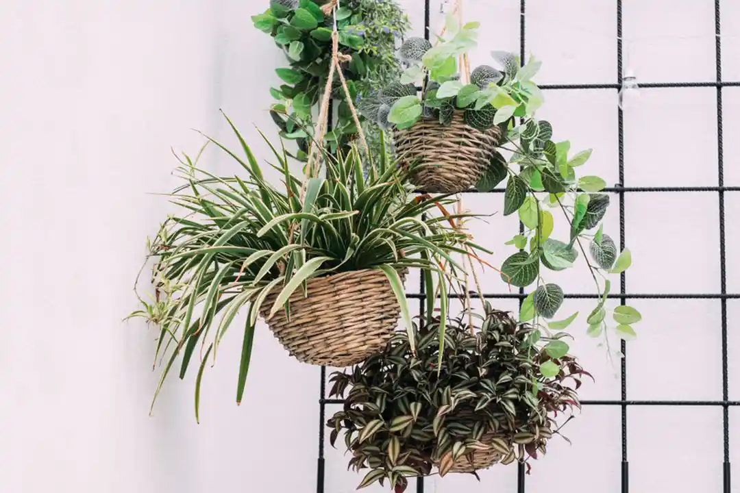 Hanging-plants