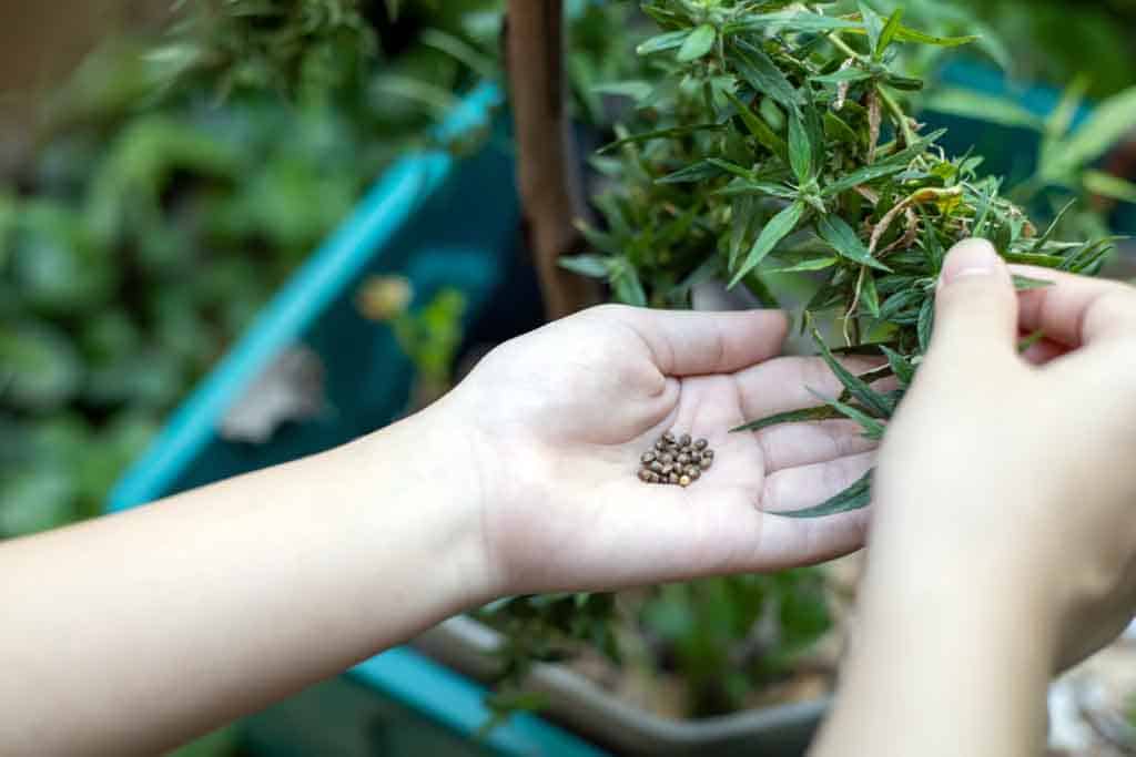 Cannabis Seeds