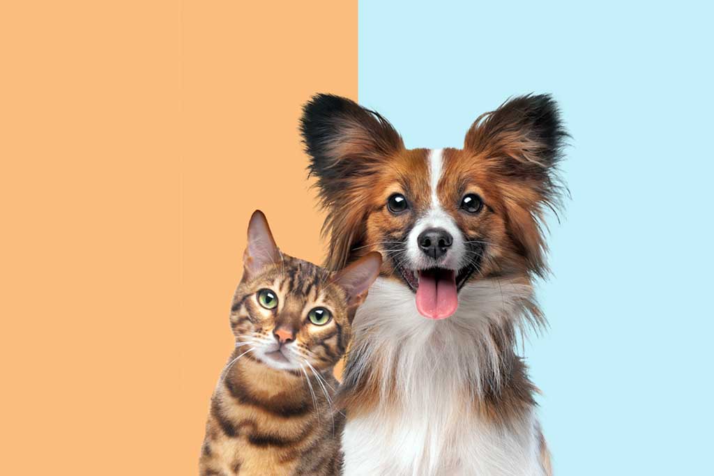 Dog or Cat Which Pet Is Right for You?