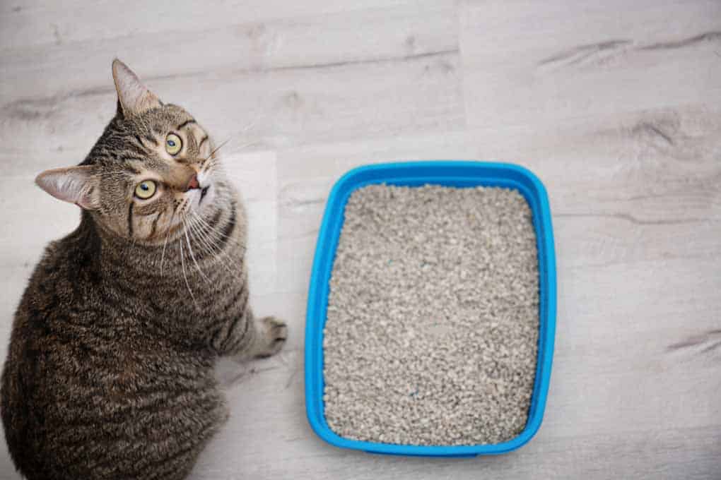 Cat’s Litter Box