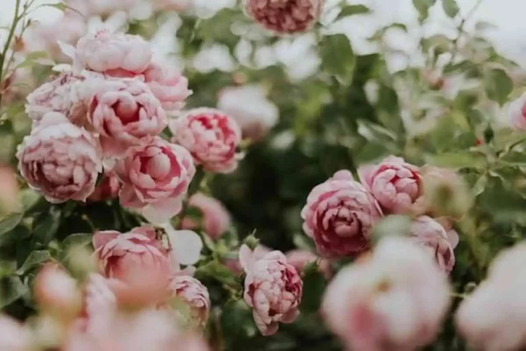 Unpacking the Symbolic Meaning of Peonies