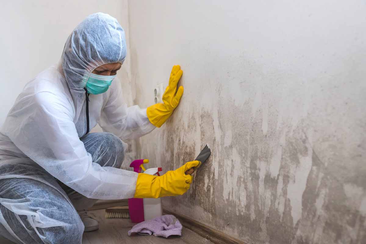 Mold experts